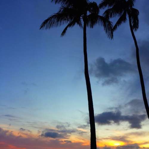 Palm Tropical Island Sunset Sky Hawaii