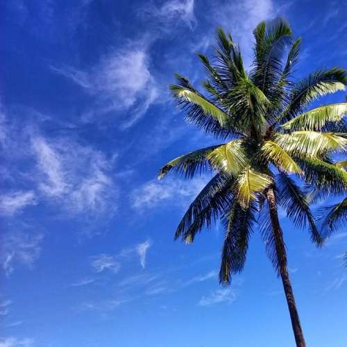 Palm Island Tropical Sky Clouds Paradise Blue