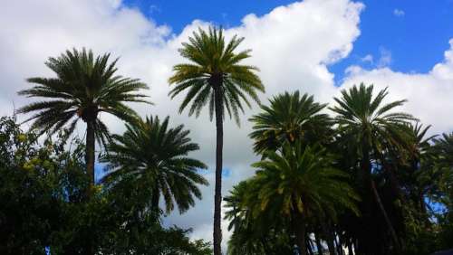 Palm Clouds Sky Nature Tropical Travel Island