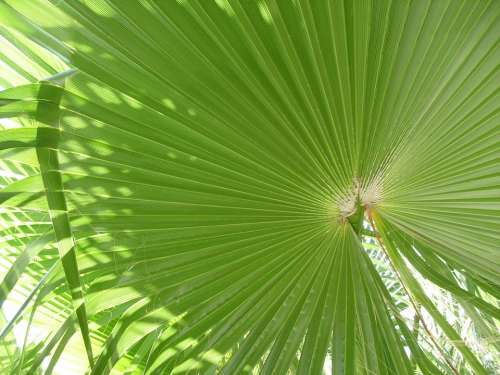 Palm Green Tropical Nature Design Foliage Pattern