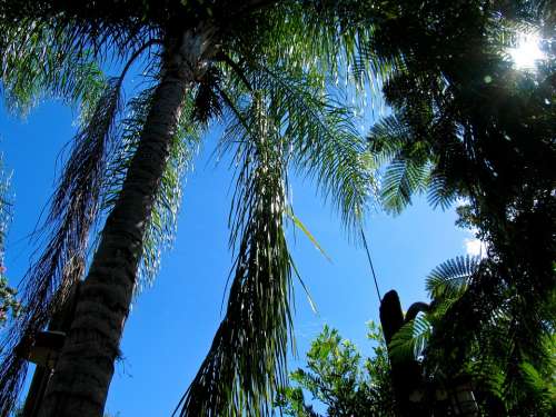 Palm Tree Palms Blue Sky Florida