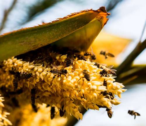 Palm Blossom Bees Collect Honey