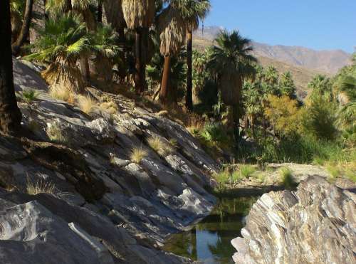 Palm Canyon Oasis California Palm Tree Desert