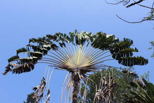 Palm Leaf Palm Palm Tree Exotic Tropical Plant
