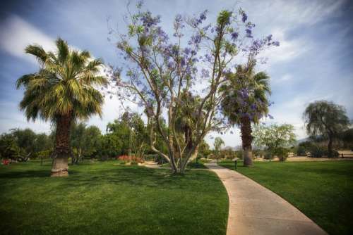 Palm Springs California Park Palm Trees Grass Lawn