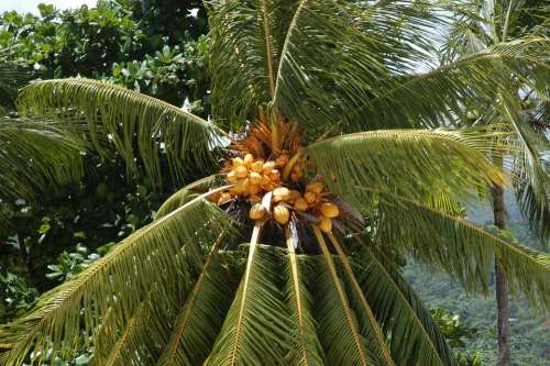 Palm Tree Tropical Tree Tropical Climate