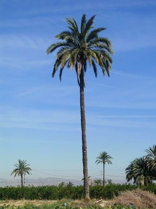 Palm Tree Field Elche