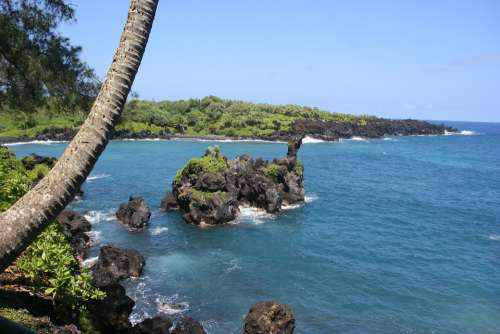 Palm Tree Hawaii Maui Beach Ocean Horizon Shore
