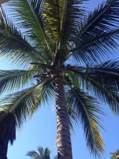 Palm Tree Palm Sky Tropical