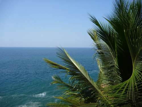 Palm Tree Palm Leaves Blue Water Sea Ocean India