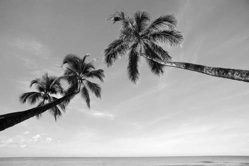 Palm Tree The Sea Black And White