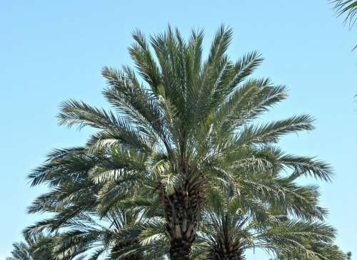 Palm Tree Palms Sky Tropical Blue Landscape
