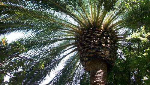 Palm Tree Tree Tropical Nature Exotic Paradise