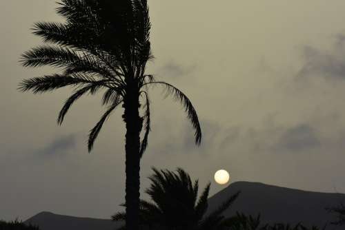 Palm Tree Sun Sunset Landscape Nature Silhouette