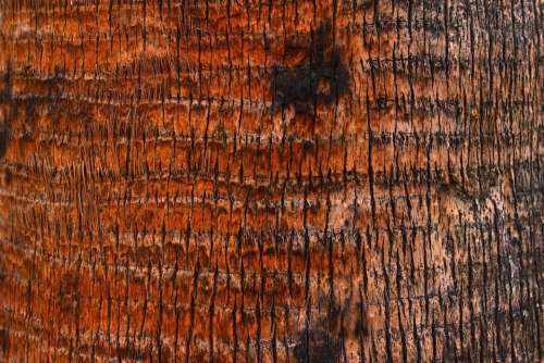 Palm Tree Bark Texture Wood Tree
