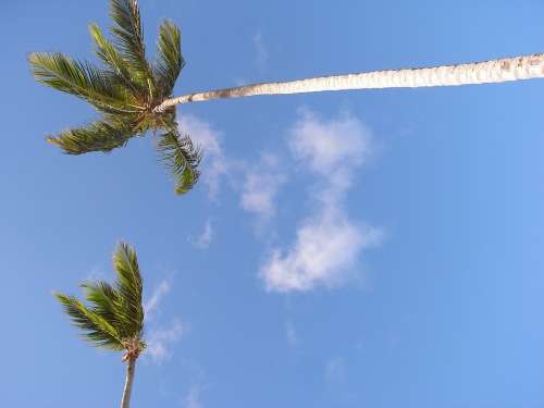 Palm Trees Summer Beach Vacations Sea