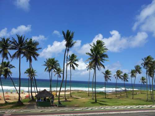 Palm Trees Beach Ocean Sea Paradise Vacation