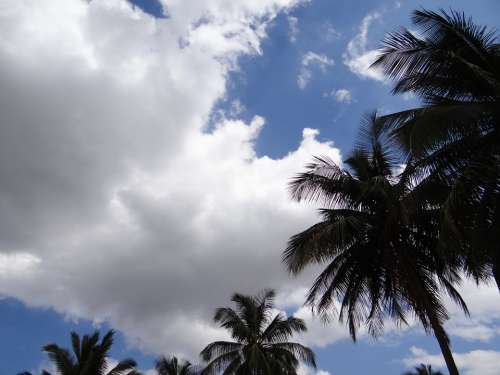 Palm Trees Clouds Stratocumulus Sky Dharwad India