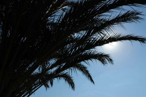 Palm Trees Palm Fronds Silhouette Backlighting Sun