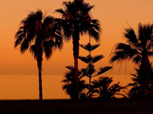 Palm Trees Sunset Beach Nerja