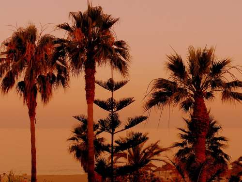 Palm Trees Sunset Sand Beach Orange Beautiful