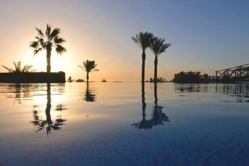 Palm Trees Pool Vacations Hotel Mood Swimming Pool