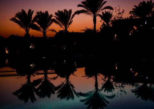 Palm Trees Mirroring Pool Idyll Vacations