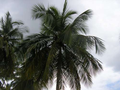 Palm Trees Sky Scenery Plant