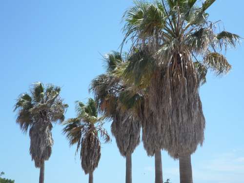 Palm Trees Tropical Mediterranean Vacations Blue