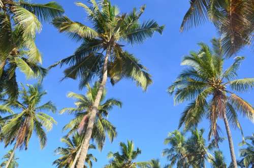 Palm Trees Palms Tropical Nature Plantation