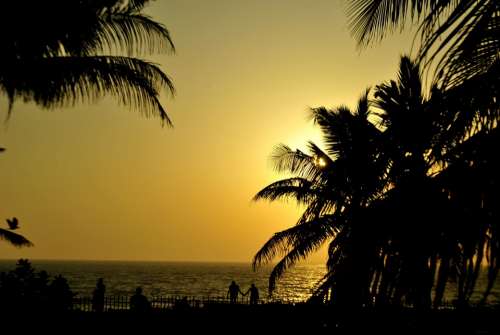 Palm Trees Sunset Silhouettes Palms Ocean Beach