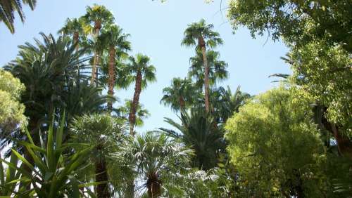 Palm Trees Tree Tropical Nature Landscape Island