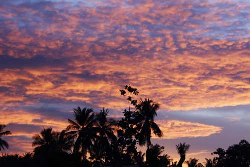 Palm Trees Silhouettes Nature Sunset Sky Outdoor