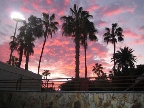 Palm Trees Palm Tree Sky Sunset Gran Canaria