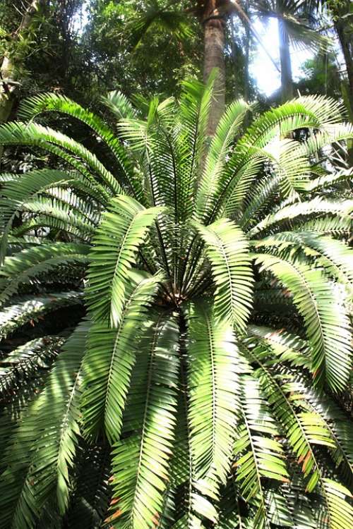 Palma Plant Foliage Green Konary Tree Wild