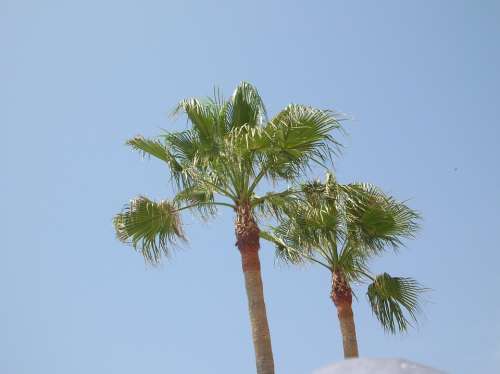Palma Palm Trees Palm Foliage Papyrus As Tree