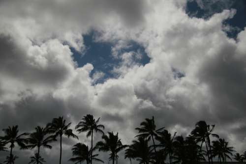 Palms Palm Tree Clouds Landscape Sky Trees