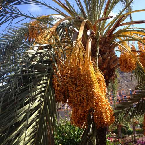 Palms Dates Palm Tree Natural Plant Palm Summer