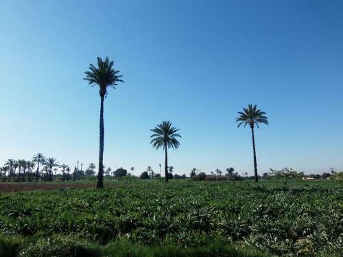 Palms Field Elche