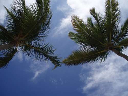 Palms Caribbean Sky Nature