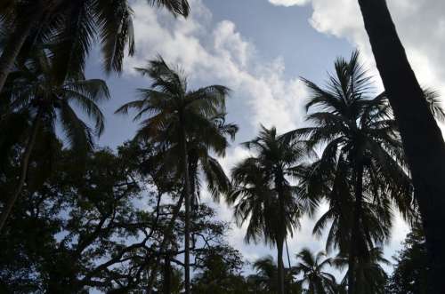 Palms Sky Exotic Landscape Nature Twilight Clouds
