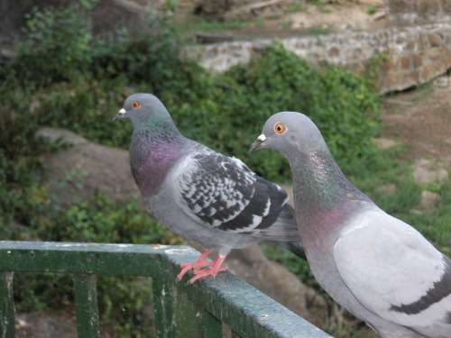 Paloma Ave Pigeons Birds