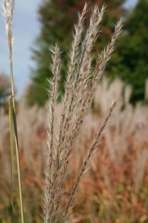 Pampas Grass Grass Ornamental Grass Plume Erianthus