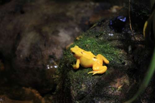 Panamanian Golen Frog Frog Yellow Poisonous Animals