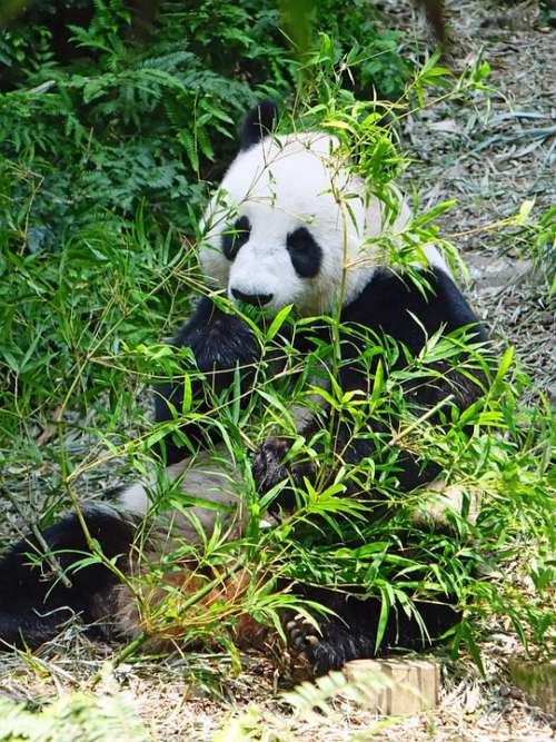 Panda Endangered Rare Protected Bamboo