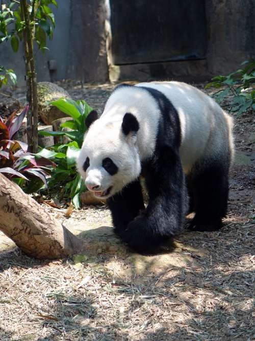 Panda Animal Endangered Rare Protected Bamboo