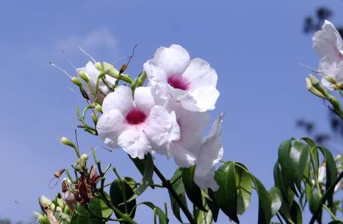 Pandorea Jasminoides Bignoniaceae Flower Pink