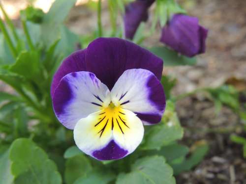 Pansy Flower Coloring Colorful