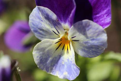 Pansy Flowers Close Up Violet Viola Violaceae