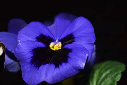 Pansy Flowers Blue Close Up